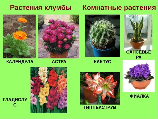 Цветы названия