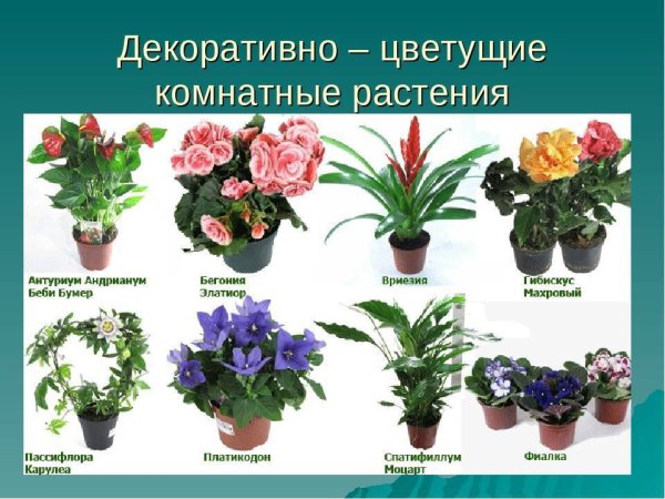 Декоративно цветущие комнатные растения