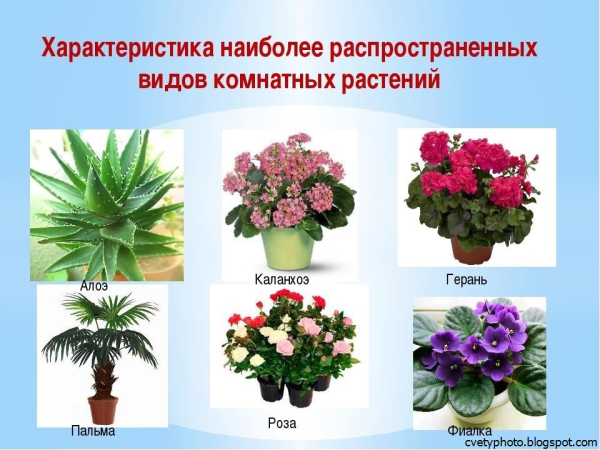 Комнатные растения названия