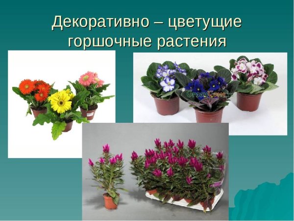 Декоративно цветущие растения