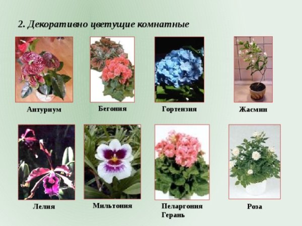 Популярные комнатные растения