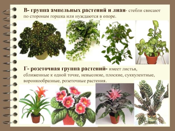 Названия комнатных цветов с картинками