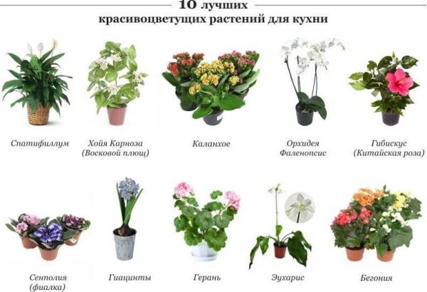 Название растений