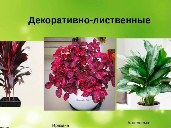 Название декоративно цветущих растений