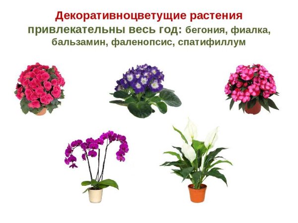 Комнатные растения названия