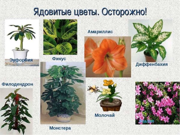 Нецветущие ядовитые комнатные растения