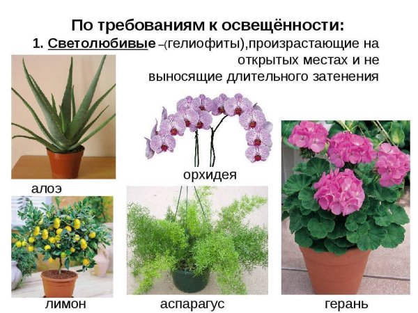 Комнатные растения для детей