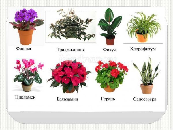 Названия горшечных цветов