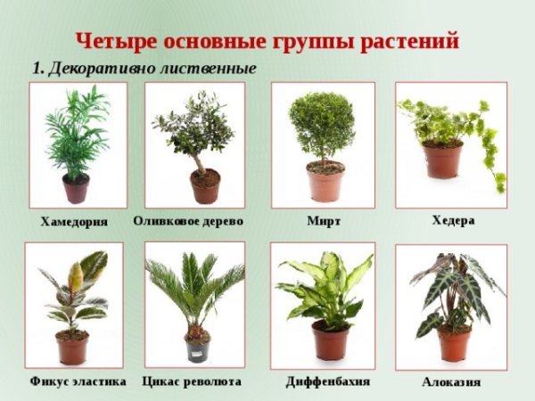 Опасные комнатные растения
