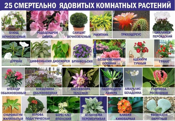 Название комнатных цветов