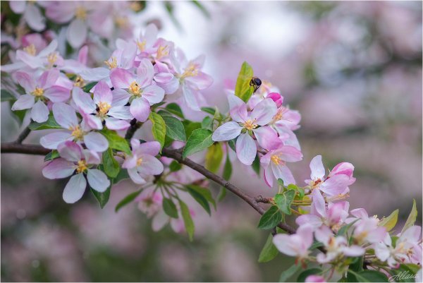 Света с днём рождения