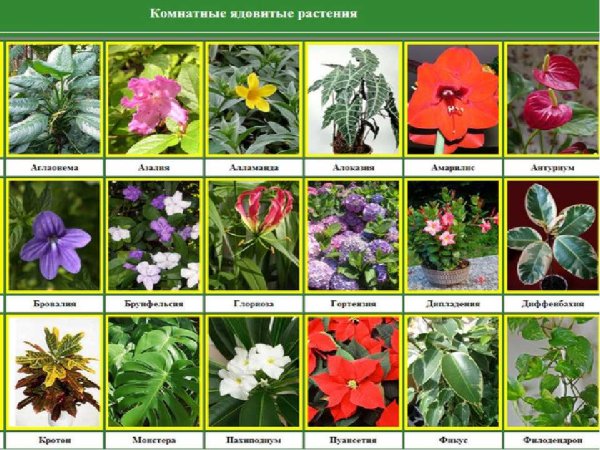 Комнатные растения синазваниями
