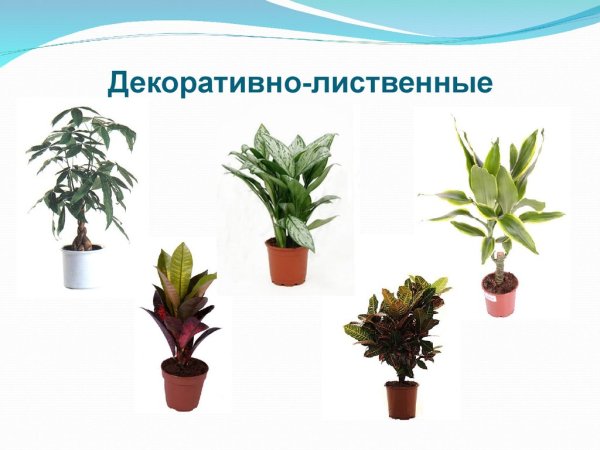 Бегония форма листа