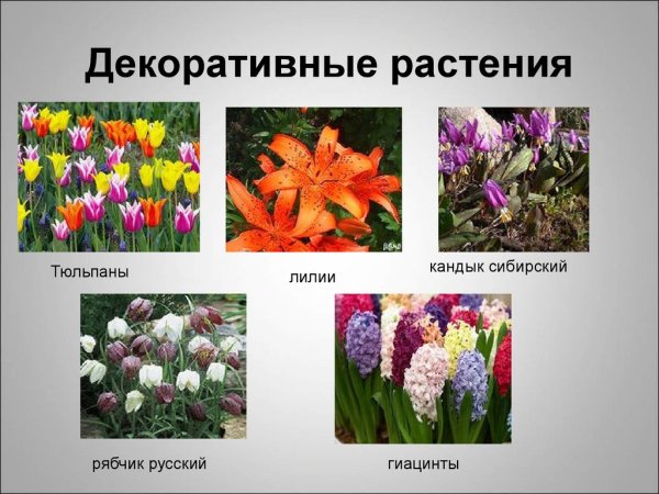 Комнатные цветы и их названия