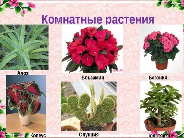 Название комнатных цветов