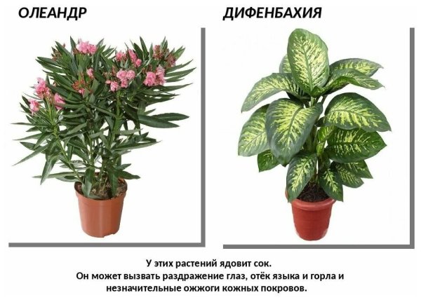 Комнатные растения названия