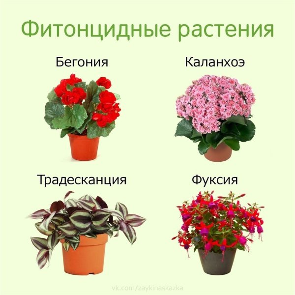 Комнатные растения названия