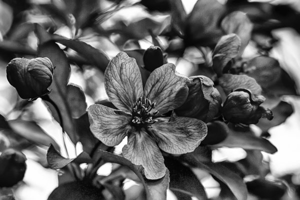Черно-белый цветок