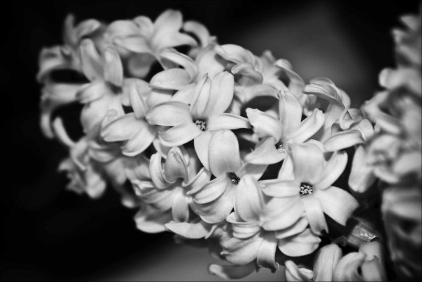 Цветы на сером фоне