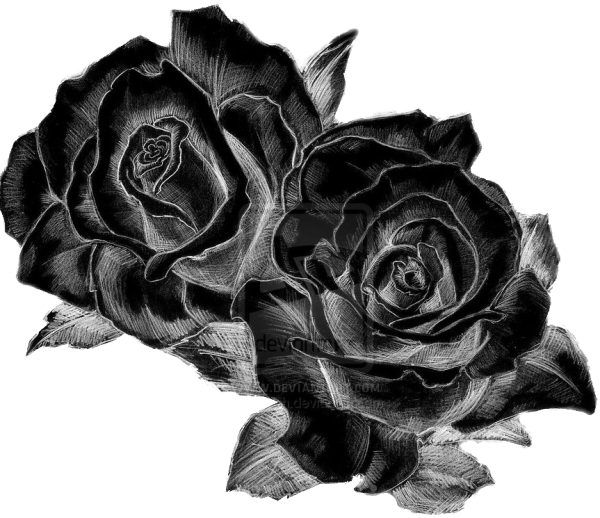 Эскиз розы карандашом
