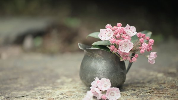 Цветы в вазе