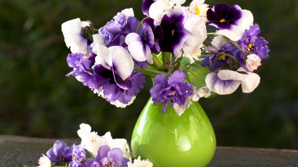 Анютины глазки