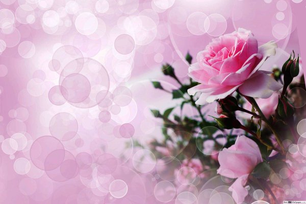 Красивый фон с цветами