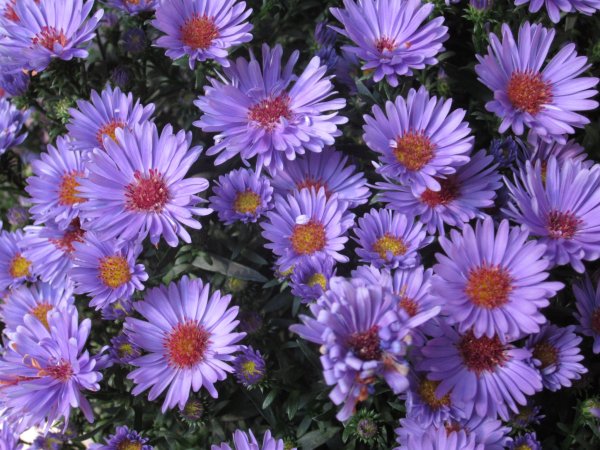 Астра Альпийская новобельгийская