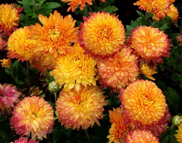 Хризантема махровая Дунетти