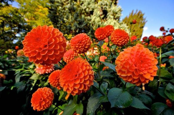 Хризантема Венди ред