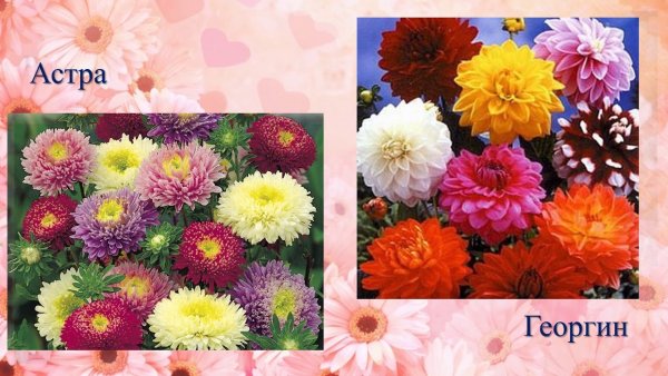 Клевер календула георгин