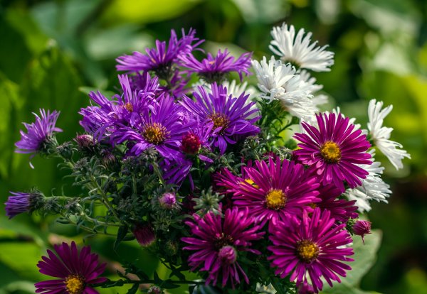 Хризантема Дюна