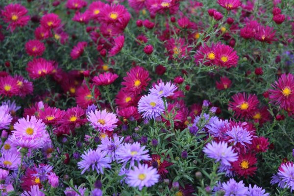 Название осенних цветов