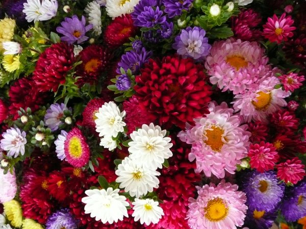 Астра новобельгийская желтая