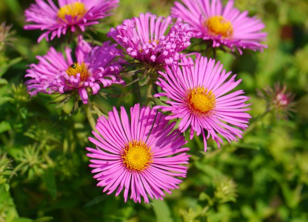 Хризантема низкорослая однолетняя