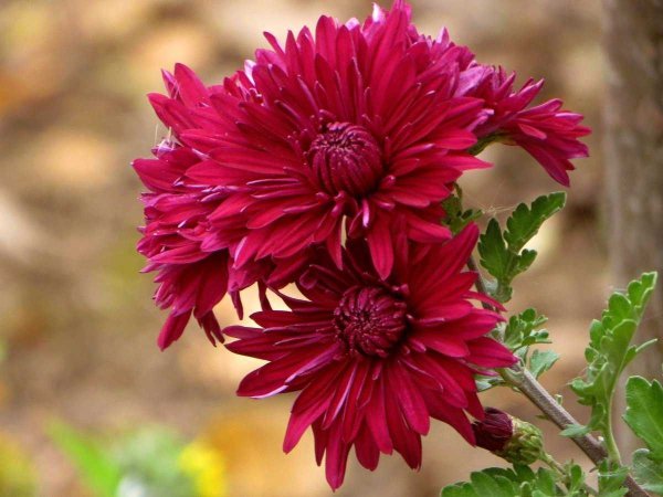 Хризантема мультифлора шаровидная семена