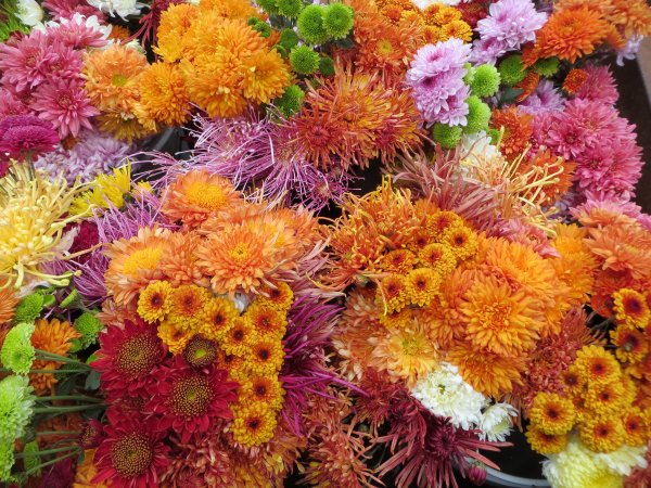 Георгины астры бархатцы