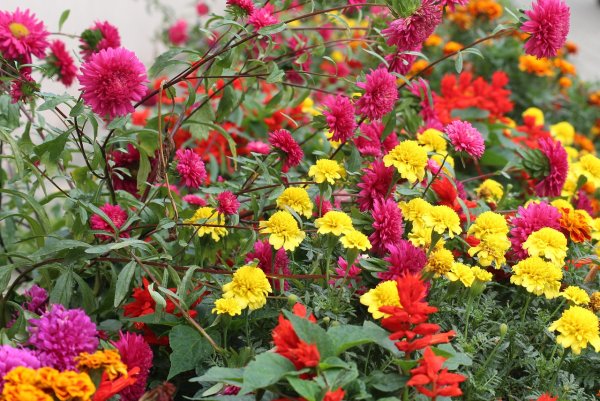 Астра многолетняя Вартбургская звезда