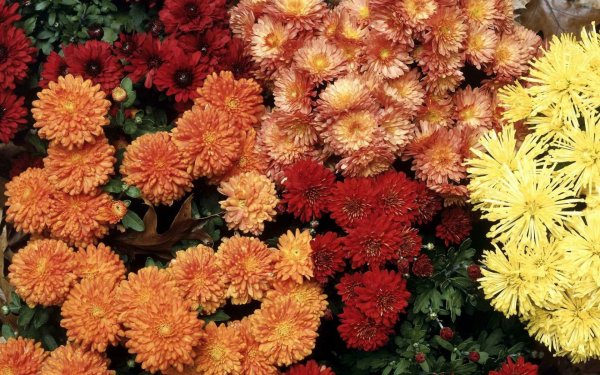 Осенний букет астры Дубки