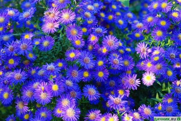 Астра игл Афродита