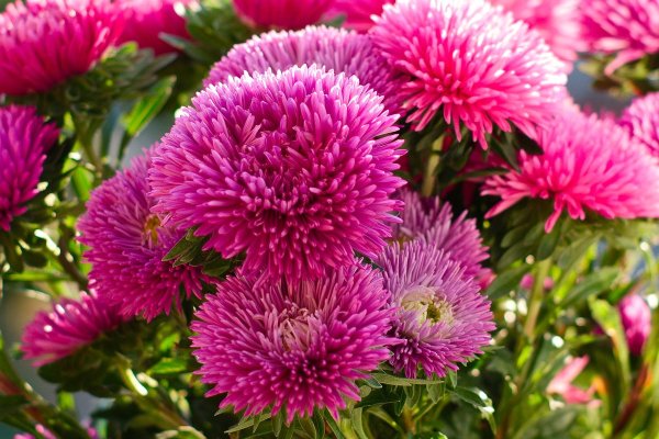 Хризантема корейская Лемуния