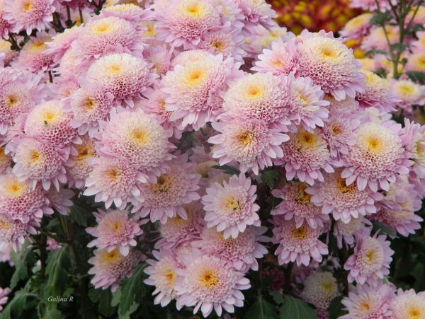 Сентябринки октябринки