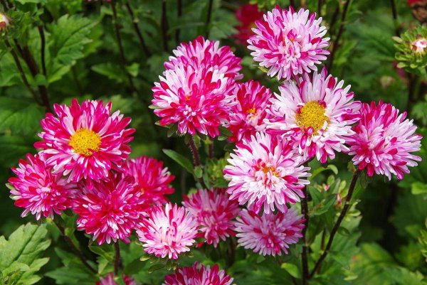 Георгины астры бархатцы