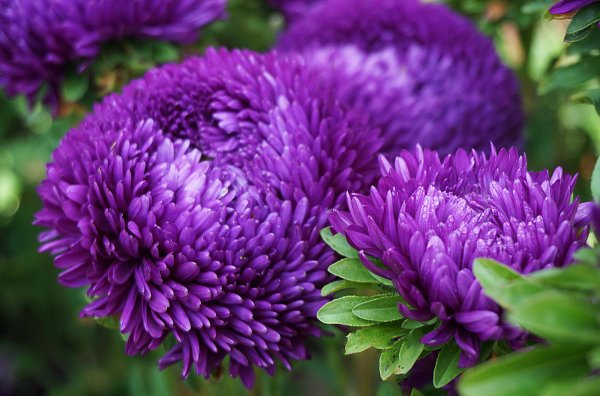 Культурные растения Астра