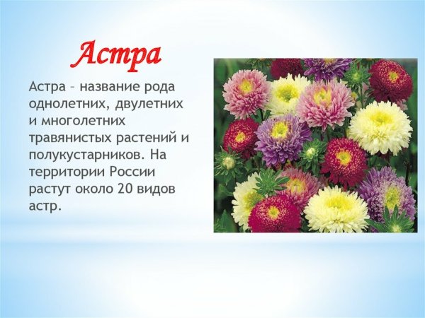 Астра игольчатая Изабелла