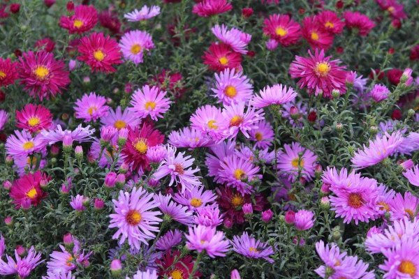 Астра новобельгийская Октоберфест