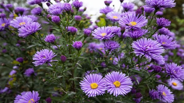 Астра Риббон ред