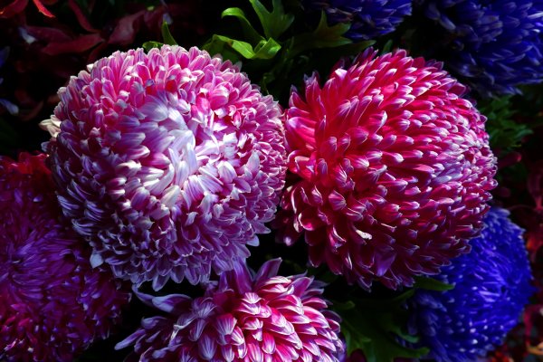 Турецкая Астра