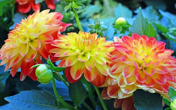 Растения осенних цветников и их названия