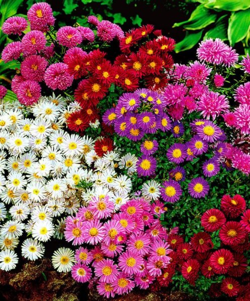 Астра Дикая сиреневая